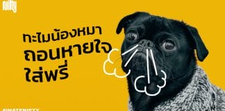 หมาถอนหายใจ หมายถึงอะไร หมาเบื่อเราหรือเปล่า พฤติกรรมการถอนหายใจของน้องหมา ไม่ได้ใช้แสดงออกในแง่ลบเหมือนกับคน แล้วมันคืออะไร NIFTY มีคำตอบ